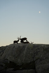 Steinböcke Silhouette