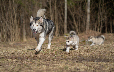 Adult Alaskan Malamute Mother and Two Puppies. Family. Mother Feeding Puppies
