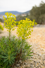 Obraz premium A large spurge on a cloudy day in Croatia