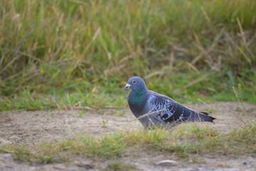 Fototapeta premium A Domestic pigeon standing on the ground