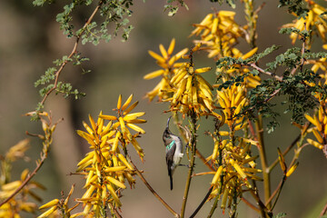 sunbird on a branch below yellow aloe flowers