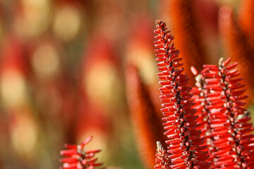 macro of red aloe flowers in the south african winter sun