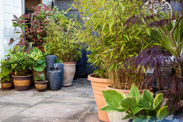Garden patio filled with pots of bamboos, ferns and hostas and a water feature