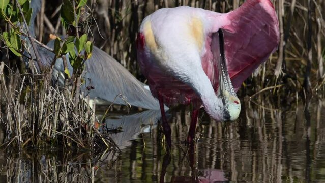 Roseate spoonbill (Platalea ajaja) preening feathers underside of wing, at Merrit Island, Florida. Slowmotion