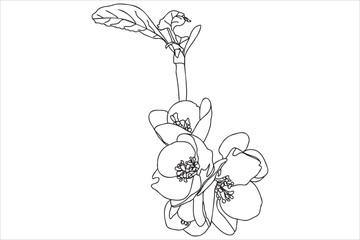 a blossoming tree branch is drawn in black outline, it is intended for print, postcard, tattoo, logo, March 8, Valentine and you can use it in different cases.
