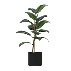 3D Render Realistic Ficus Plant In Black Pot. Green Leaves. Cut Out. Houseplant. Home Element.