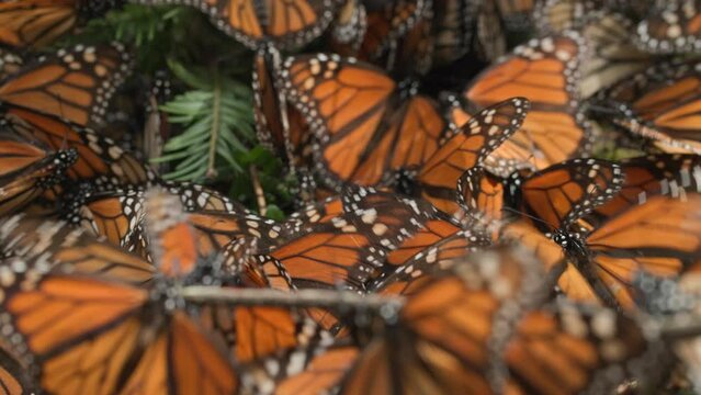 A group of Monarch butterflies on the ground all flapping their wings. Mexico, in the Monarch Butterfly Biosphere Reserve.