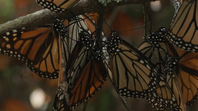 Many Monarch butterflies hanging from a branch under a tree in the Monarch Butterfly Reserve in Michoacán, Mexico