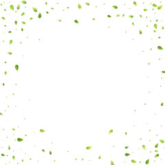 Leaves Green Falling Flying Foliage Leaf Tea Mint