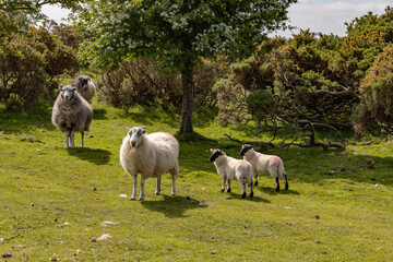 Obraz na płótnie Canvas Sheep on Bodmin Moor Cornwall