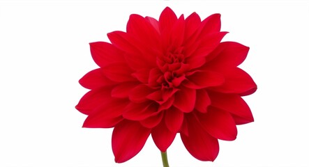 Red Dahlia flower the tuberous garden plant isolated on white background with clipping path, generative ai