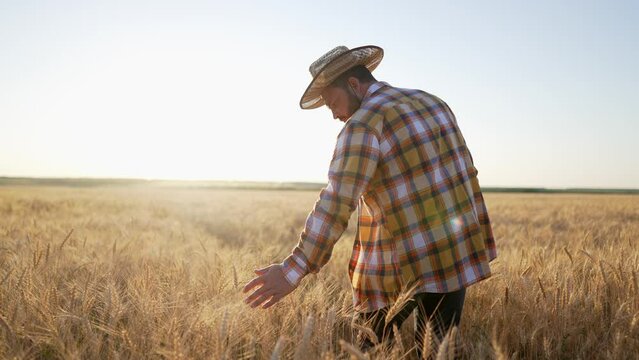 Farmer man in hat walks through wheat field and touches ripe wheat ears with his hands, controlling and checking quality. Summer harvest season. Agronomist specialist is engaged in growing plants.