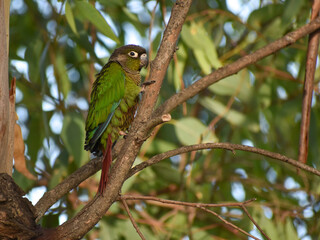 maroon-bellied parakeet (Pyrrhura frontalis) perching in a tree