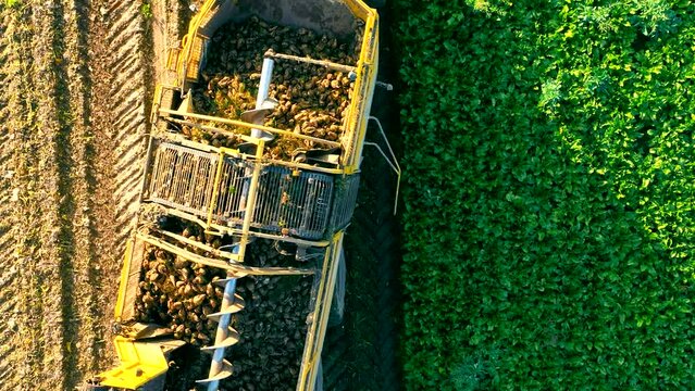 Aerial Top view of harvesting sugar beet in the field with a tractor. Operation of the automatic feeding of beets into the tractor trailer.