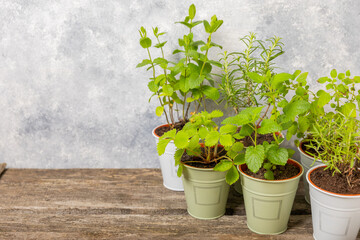 Potted fresh garden herbs. Seedling. Strawberry, mint, rosemary and oregano in pots.Spicy spice and herb seedling.Assorted fresh herbs in a pot.Home aromatic and culinary herbs.Copy space.