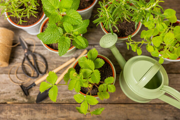 Potted fresh garden herbs. Seedling. Strawberry, mint, rosemary and oregano in pots.Spicy spice and herb seedling.Assorted fresh herbs in a pot.Home aromatic and culinary herbs.Copy space.