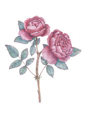 Hand drawn rose branch with two flowers and leaves. Botanical watercolor illustration for print images, postcards, design and more.