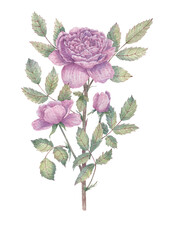 Hand-drawn rose branch with a large flower and two buds. Botanical watercolor illustration for print images, postcards, design and more.