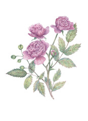 Hand drawn rose branch with three flowers, leaves and buds. Botanical watercolor illustration for print images, postcards, design and more.