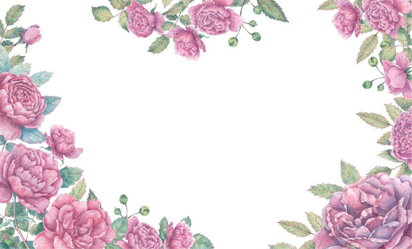 Rectangular watercolor frame with branches of blooming pink roses, buds and leaves. Botanical border for cards, flyers, invitations, design and more.