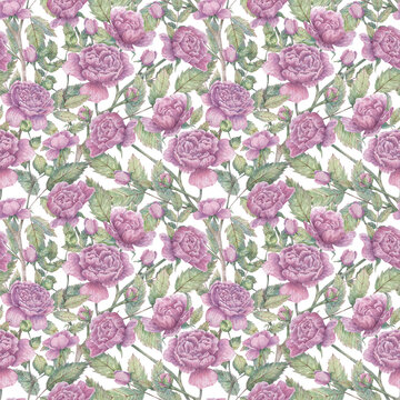 Seamless watercolor pattern with blooming rose branches, buds and leaves. Botanical background with pink flowers for wrapping paper, fabrics, printing, design, etc.