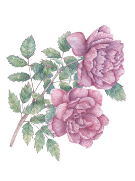 Hand drawn rose branch with two large flowers and leaves. Botanical watercolor illustration for print images, postcards, design and more.