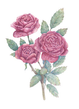 Hand drawn rose branch with three large flowers and leaves. Botanical watercolor illustration for print images, postcards, design and more.