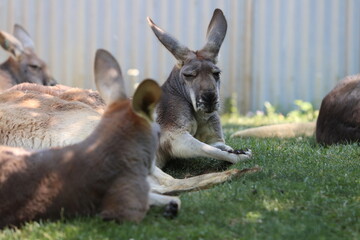 Kangaroo and foal asleep in the shade.