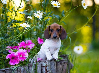dachshund color piebald, the puppy sits against the backdrop of a green garden, on the grass in flowers