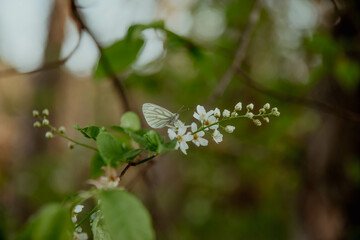 Butterfly on white flowers and blurred foliage in background