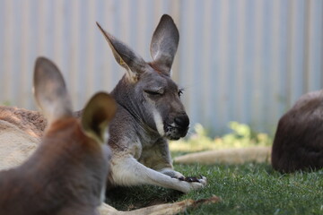 Kangaroo and foal asleep in the shade.
