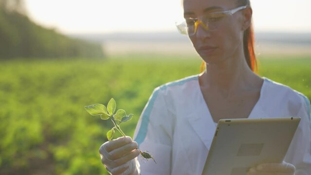 Agronomist professional botanist woman with tablet on farm checks plants growth collects data. Scientist conducts research of plant cultivation. Female on agricultural field holding sprout in hands.