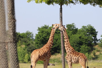 Giraffee's eating from tall trees