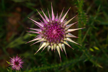 A selective focus shot of a Thistle flower