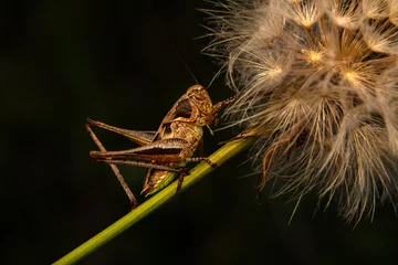 Muurstickers Beautiful Grasshopper macro in green nature  © blackdiamond67
