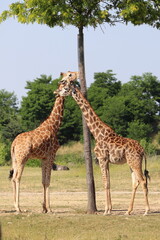 Naklejka na ściany i meble Giraffee's eating from tall trees