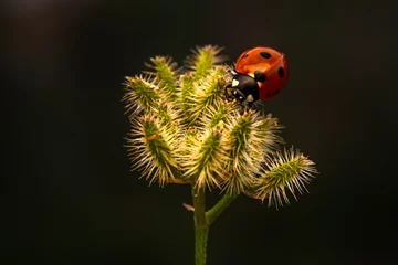 Muurstickers Macro shots, Beautiful nature scene.  Beautiful ladybug on leaf defocused background © blackdiamond67