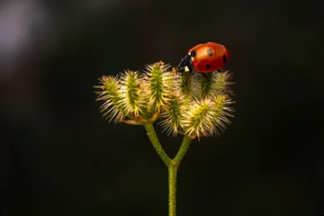 Tuinposter Macro shots, Beautiful nature scene.  Beautiful ladybug on leaf defocused background © blackdiamond67