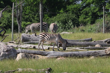 Fototapeta na wymiar Zebras eating grass in the savannah.