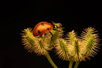 Foto op Plexiglas Macro shots, Beautiful nature scene.  Beautiful ladybug on leaf defocused background © blackdiamond67