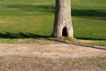 A tree with a large hollow or tree hole at the bottom in the springtime