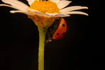 Foto op Plexiglas Macro shots, Beautiful nature scene.  Beautiful ladybug on leaf defocused background © blackdiamond67