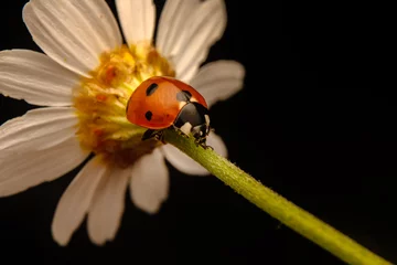 Foto auf Acrylglas Macro shots, Beautiful nature scene.  Beautiful ladybug on leaf defocused background © blackdiamond67