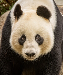 Obraz premium giant panda bear
