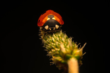 Macro shots, Beautiful nature scene.  Beautiful ladybug on leaf defocused background