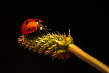 Macro shots, Beautiful nature scene.  Beautiful ladybug on leaf defocused background