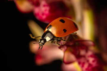 Macro shots, Beautiful nature scene.  Beautiful ladybug on leaf defocused background