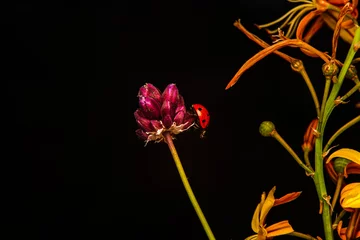Foto auf Acrylglas Antireflex Macro shots, Beautiful nature scene.  Beautiful ladybug on leaf defocused background © blackdiamond67