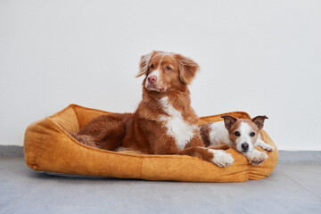 Fototapeta na wymiar two dogs, small and large, lie on their yellow pet bed against the background of a white wall. Jack Russell Terrier and Nova Scotia Duck Tolling Retriever at home