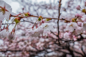 雨の日に咲く、桜満開
